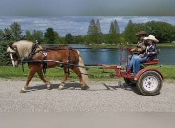 Haflinger, Ruin, 9 Jaar, 147 cm, Donkere-vos