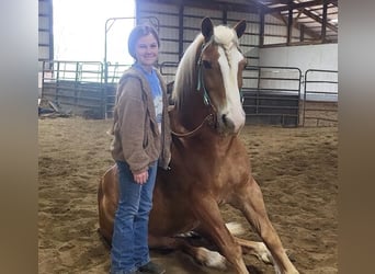 Haflinger, Ruin, 9 Jaar, 147 cm, Donkere-vos