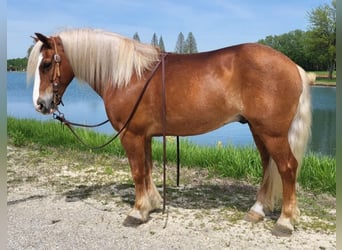 Haflinger, Ruin, 9 Jaar, 147 cm, Donkere-vos