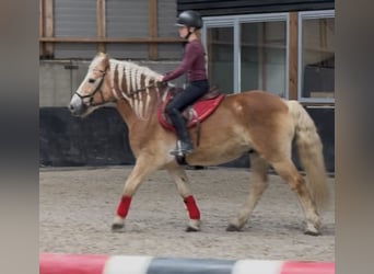 Haflinger, Ruin, 9 Jaar, 149 cm, Vos