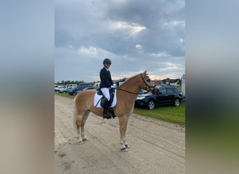 Haflinger, Ruin, 9 Jaar, 150 cm, Vos