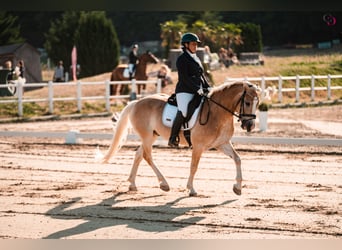 Haflinger, Ruin, 9 Jaar, 153 cm, Vos