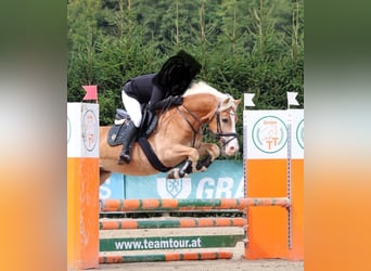 Haflinger, Ruin, 9 Jaar, 153 cm, Vos