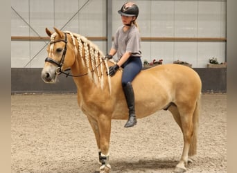 Haflinger, Ruin, 9 Jaar, 153 cm, Vos