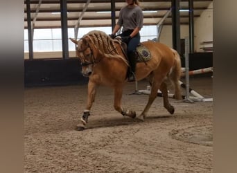 Haflinger, Ruin, 9 Jaar, 153 cm, Vos