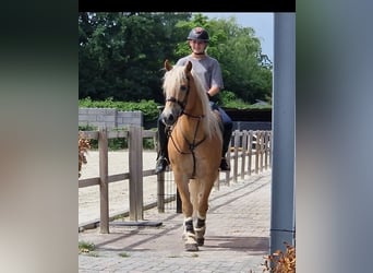 Haflinger, Ruin, 9 Jaar, 153 cm, Vos