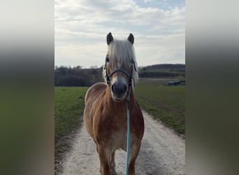 Haflinger, Ruin, 9 Jaar, 155 cm, Palomino