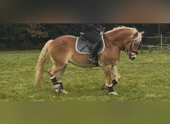 Haflinger, Ruin, 9 Jaar, 156 cm