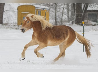 Haflinger, Ruin, 9 Jaar, 156 cm, Vos