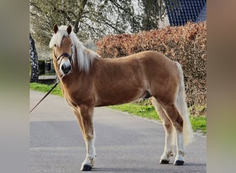 Haflinger, Ruin, 9 Jaar, 158 cm, Palomino