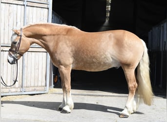Haflinger, Ruin, 9 Jaar, 160 cm, Palomino