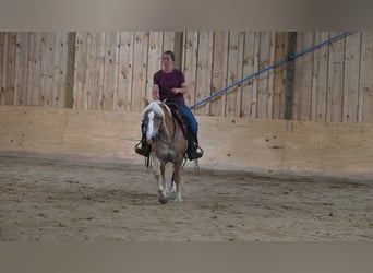 Haflinger, Ruin, 9 Jaar, Roodvos