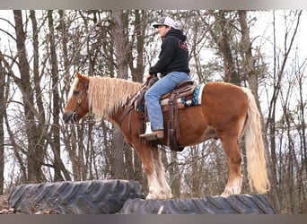 Haflinger Mix, Ruin, 9 Jaar