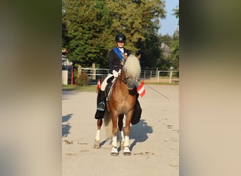 Haflinger, Semental, 13 años, 150 cm, Alazán