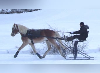 Haflinger, Semental, 14 años, 151 cm, Alazán