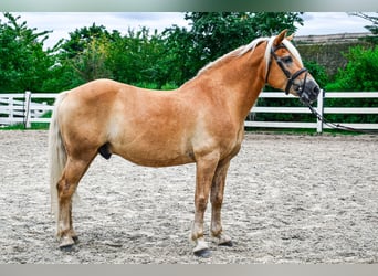 Haflinger, Semental, 15 años, 150 cm, Alazán