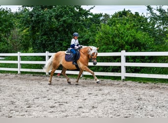 Haflinger, Semental, 15 años, 150 cm, Alazán
