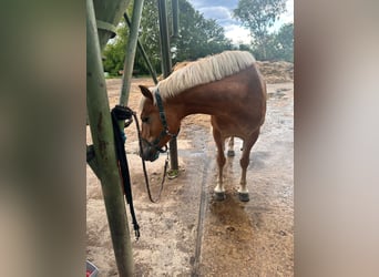 Haflinger, Semental, 15 años, 151 cm