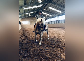 Haflinger, Semental, 19 años, 160 cm, Castaño claro