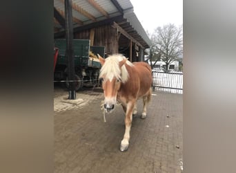 Haflinger, Semental, 19 años, 160 cm, Castaño claro