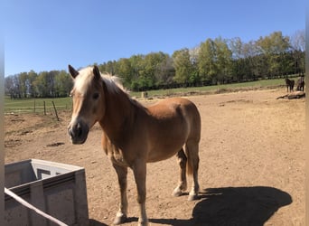 Haflinger, Semental, 19 años, 160 cm, Castaño claro