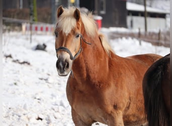 Haflinger, Semental, 19 años, 160 cm, Castaño claro