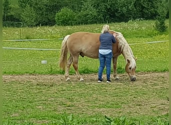 Haflinger, Semental, 19 años, 160 cm, Castaño claro