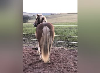 Haflinger, Semental, 19 años, 160 cm, Castaño claro