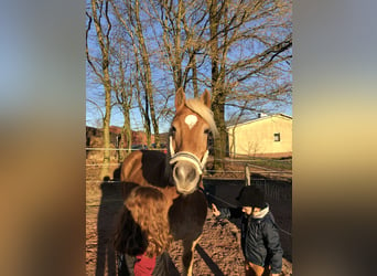 Haflinger, Semental, 19 años, 160 cm, Castaño claro