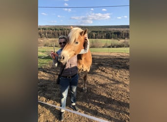 Haflinger, Semental, 19 años, 160 cm, Castaño claro