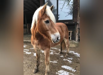 Haflinger, Semental, 19 años, 160 cm, Castaño claro