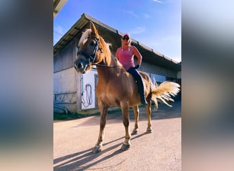 Haflinger, Semental, 19 años, 160 cm, Castaño claro