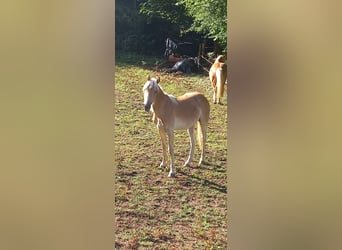 Haflinger, Semental, 1 año, 140 cm, Alazán