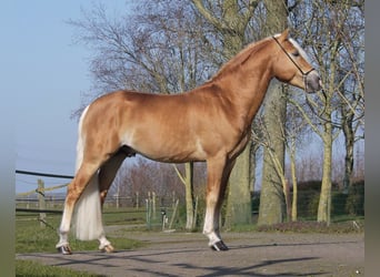 Haflinger, Semental, 1 año, 140 cm, Alazán
