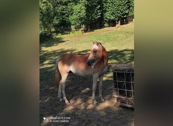 Haflinger, Semental, 1 año, 140 cm, Alazán