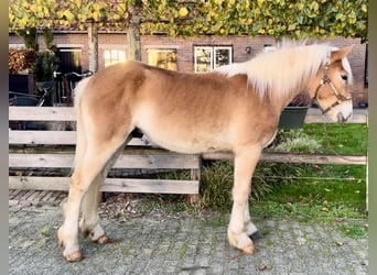 Haflinger, Semental, 1 año, 140 cm