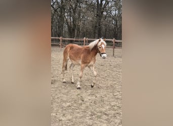 Haflinger, Semental, 1 año, 148 cm, Alazán