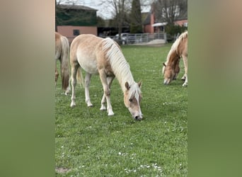 Haflinger, Semental, 1 año, 148 cm, Alazán