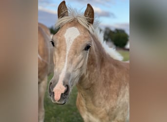 Haflinger, Semental, 1 año, 148 cm, Alazán