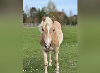 Haflinger, Semental, 1 año, 148 cm, Alazán