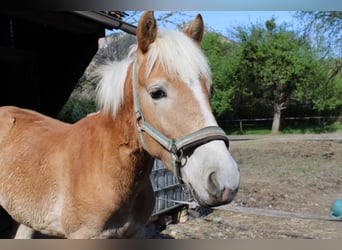 Haflinger, Semental, 1 año, 150 cm, Alazán