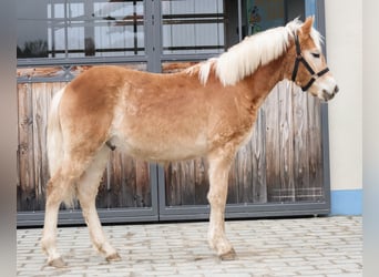 Haflinger, Semental, 1 año, 150 cm, Alazán