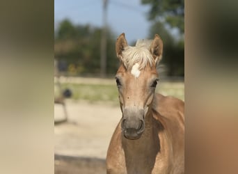 Haflinger, Semental, 1 año, 150 cm, Alazán