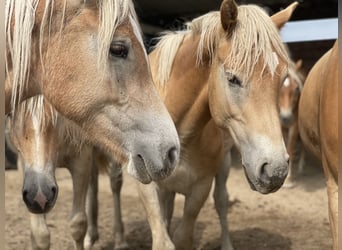 Haflinger, Semental, 1 año, 152 cm