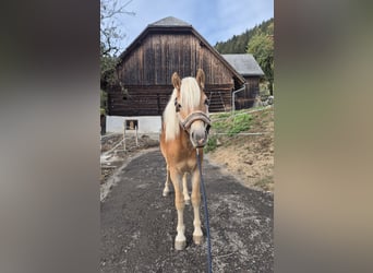 Haflinger, Semental, 1 año, Alazán