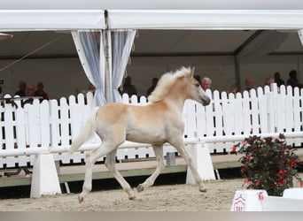 Haflinger, Semental, 1 año, Alazán