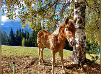 Haflinger, Semental, 1 año, Alazán