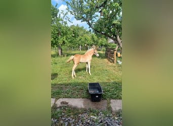 Haflinger, Semental, 1 año, Alazán