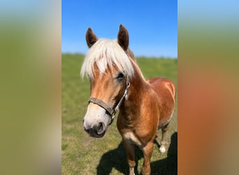 Haflinger, Semental, 1 año