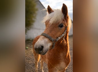 Haflinger, Semental, 1 año